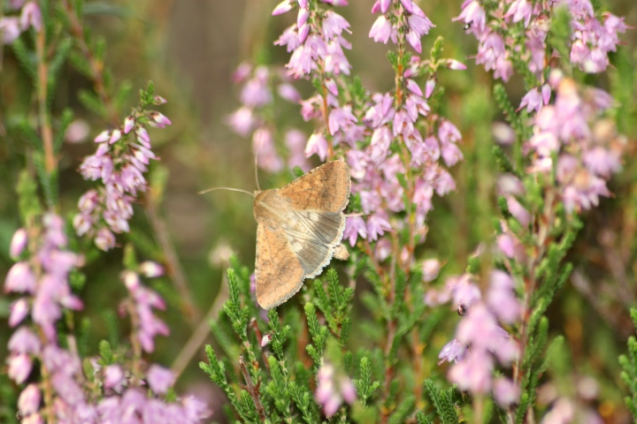 Helicoverpa armigera